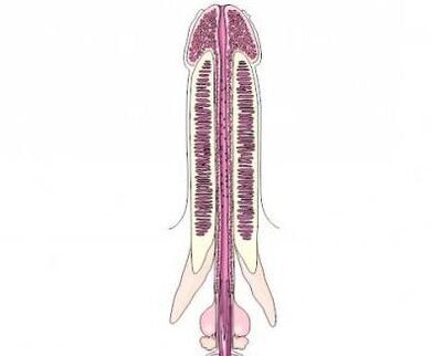 Penis enlargement with Maral Gel