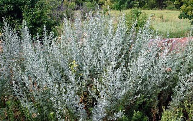 Wormwood decoction helps in enlarging the penis